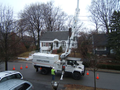 Tree_clipping_2807_001