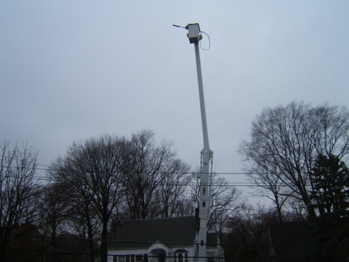 Tree_clipping_2807_002