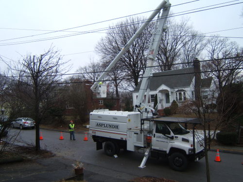 Tree_clipping_2807_005